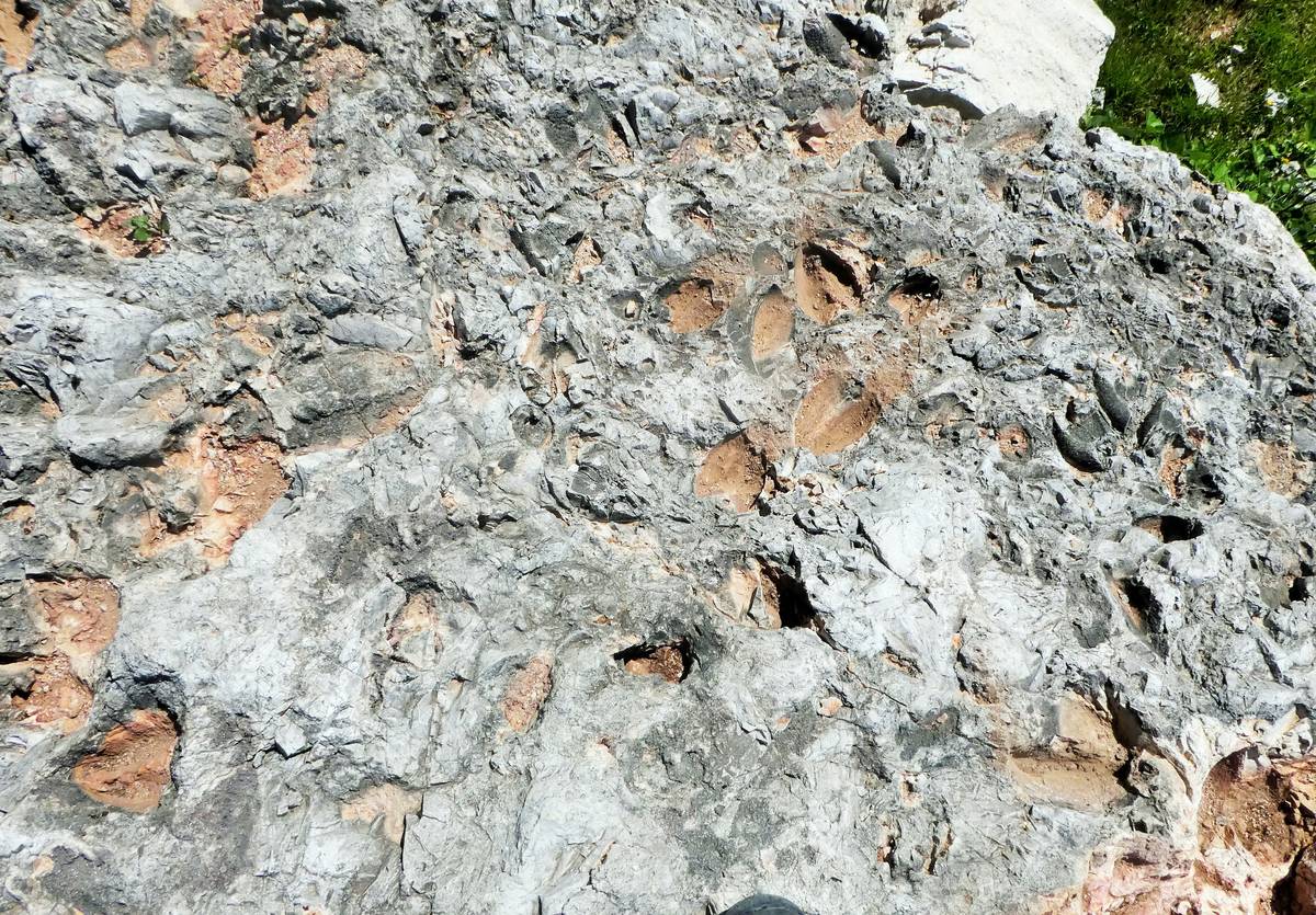 Impronte del guscio di megalodontidi