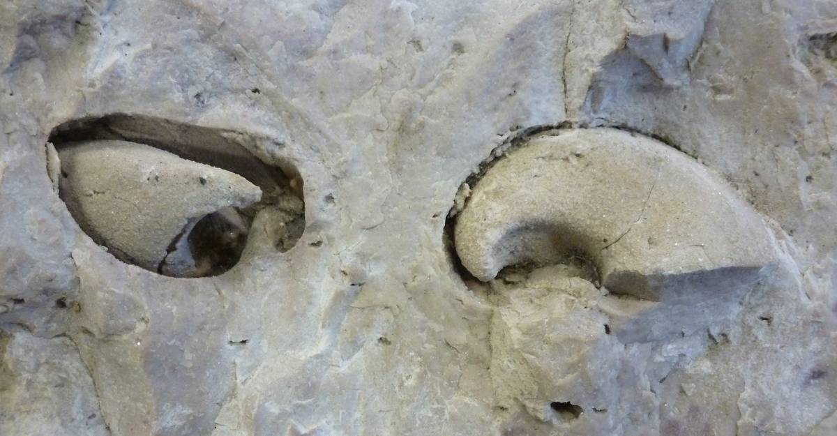 modello interno di un megalodonte