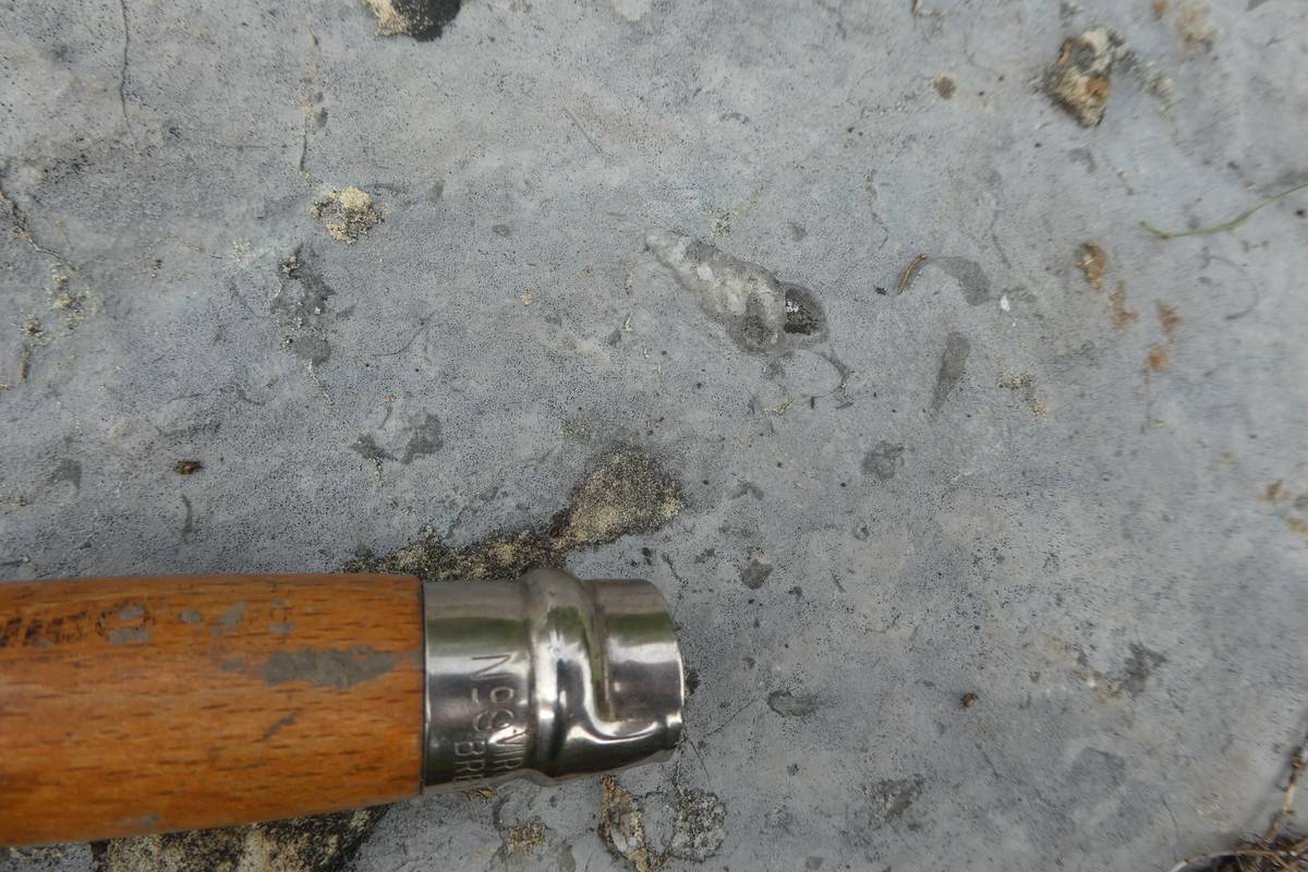 La corrosione carsica (più efficacie sui calcari impuri che sulla calcite pura) mette in evidenza i piccoli gusci di gasteropodi presenti nella roccia.  