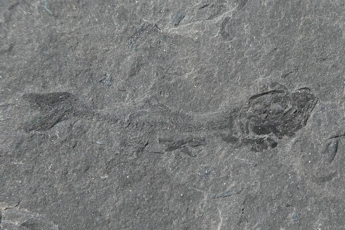 Resti di Marcopoloichthys, lunghezza 6 cm circa (foto D.G.)