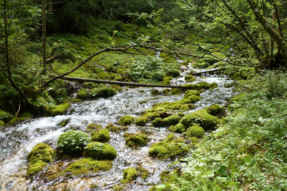 Eastern springs of Tegnàs (photo DG).